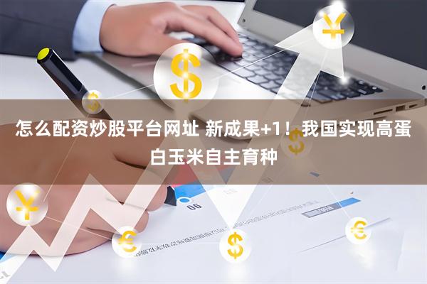 怎么配资炒股平台网址 新成果+1！我国实现高蛋白玉米自主育种